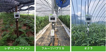 南種子町、AI・IoT活用でパプリカ収穫量倍増　産地振興と技術継承を推進